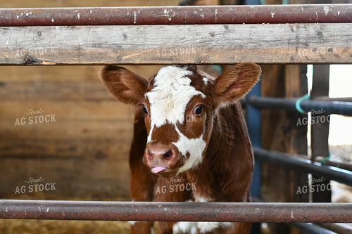 Hereford Calf in Farmyard 50214