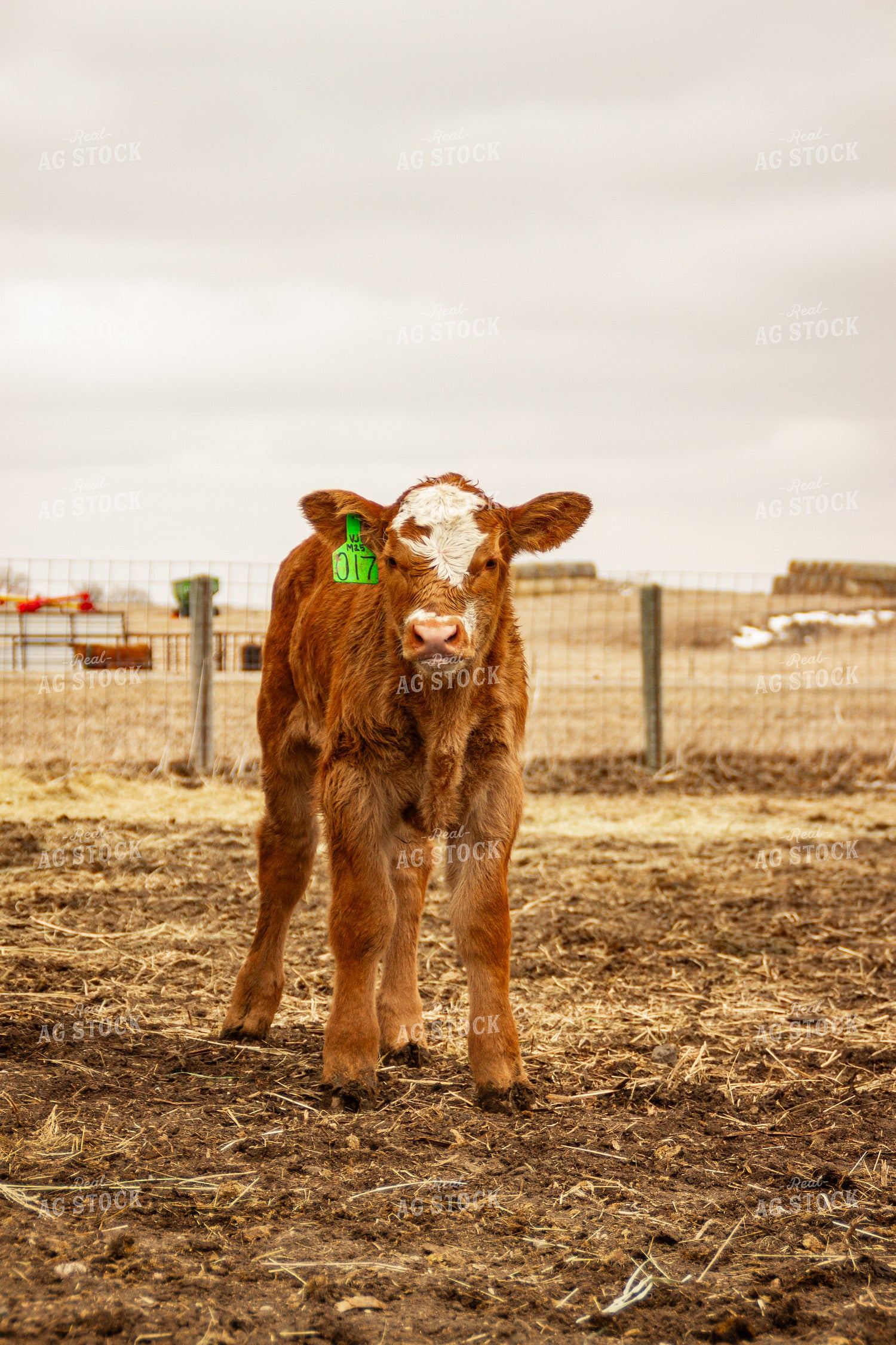Calf 155121