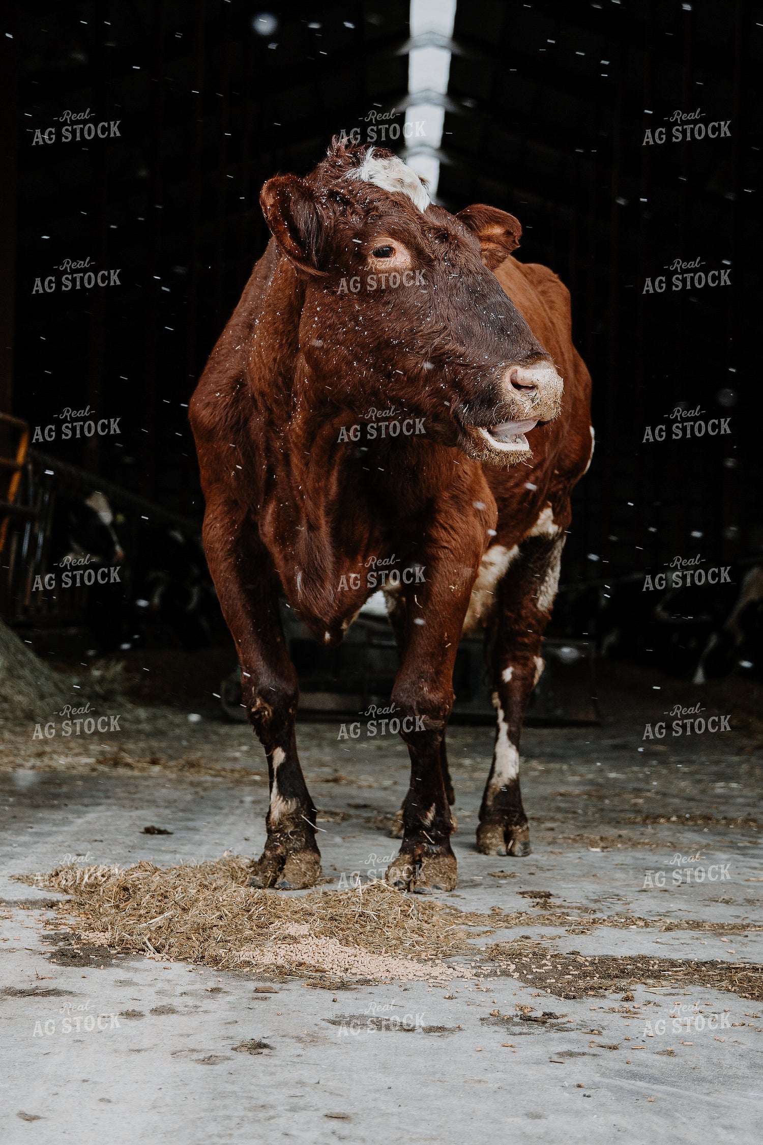 Cow in Farmyard 116005