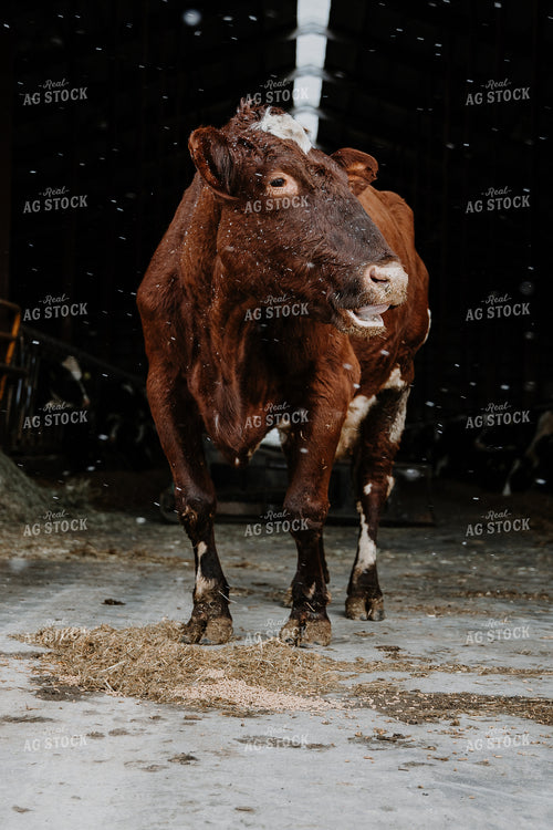 Cow in Farmyard 116005