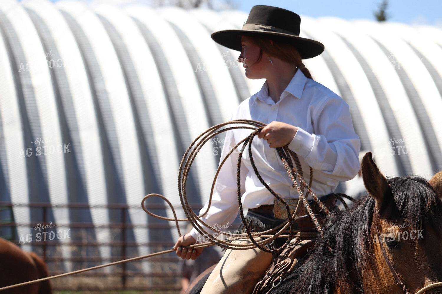 Working Cattle 102133