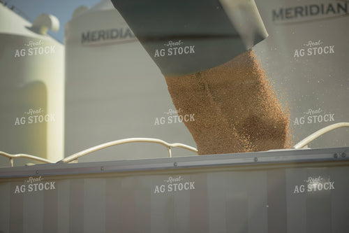 Unloading Grain 135125