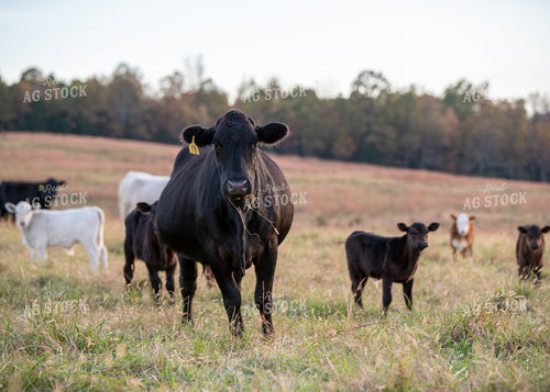 Crossbred Cattle 193050