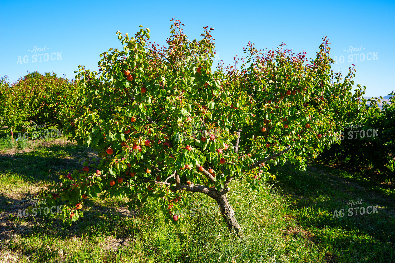 Apricot Orchard 65781