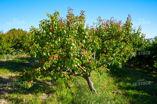Apricot Orchard 65781