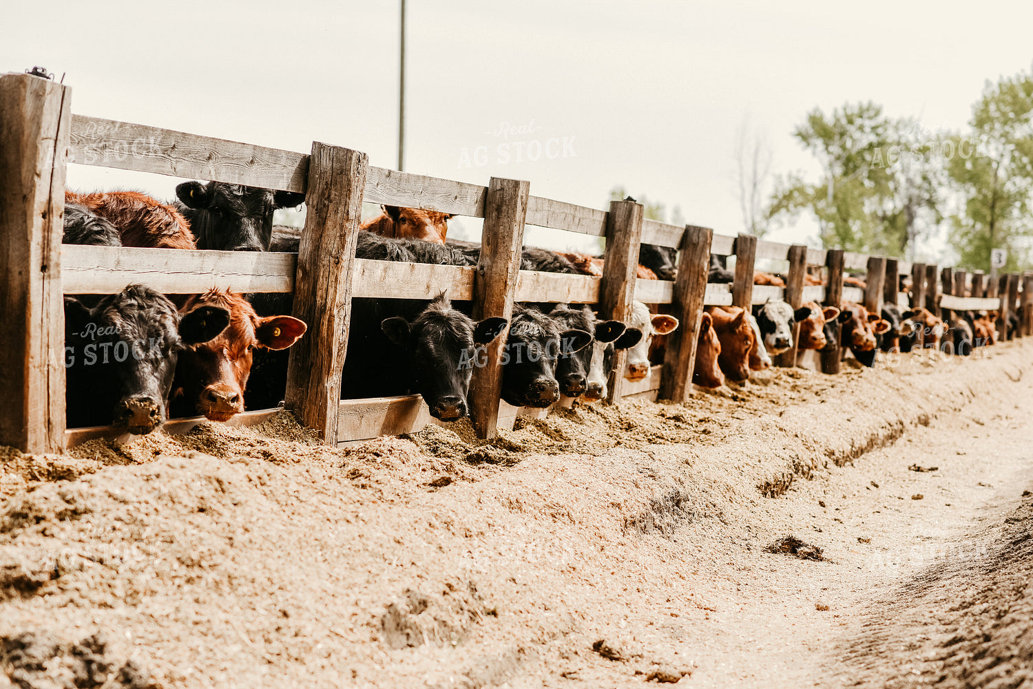 Cattle Eating Out of Trough 64266