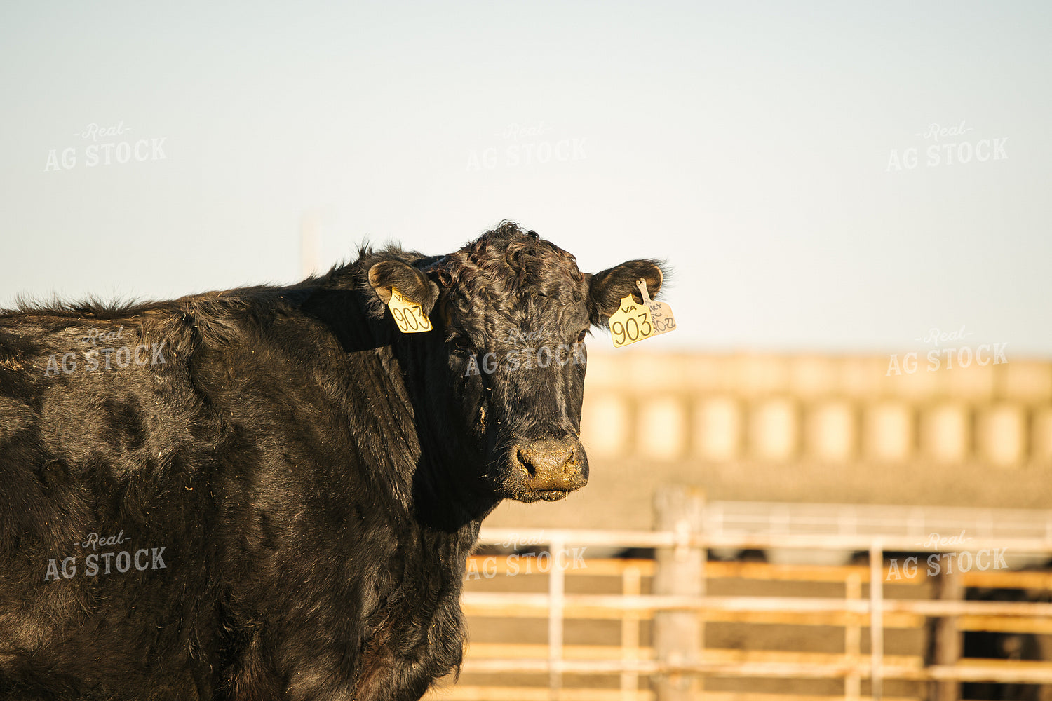 Angus Cattle 70120