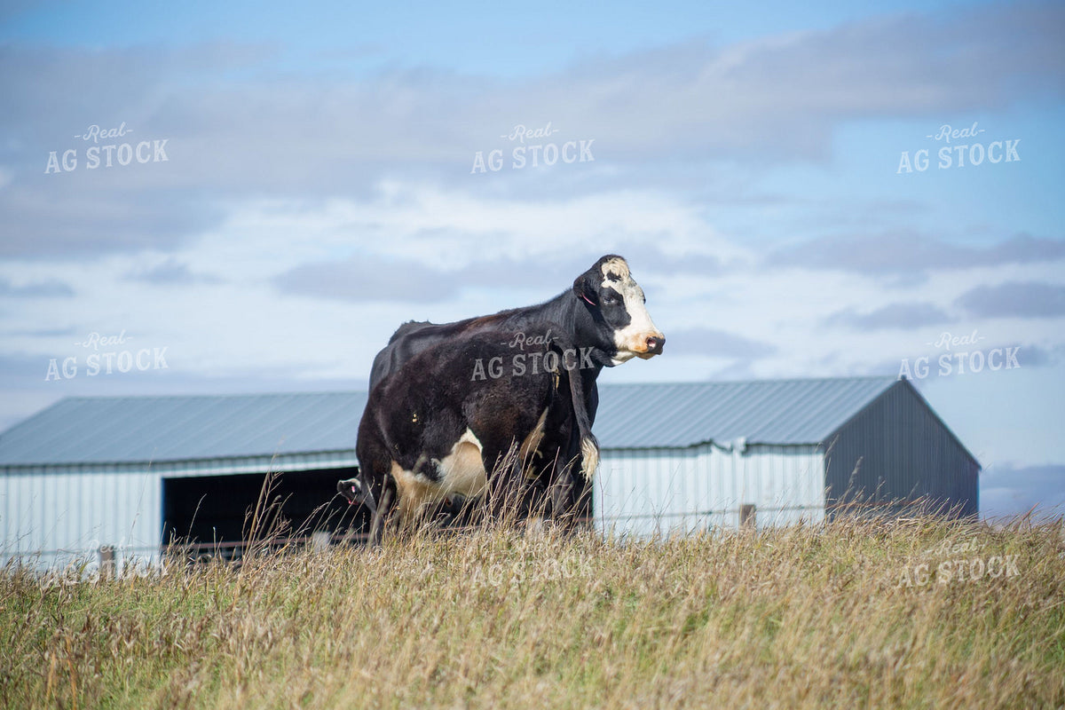 Black Baldy Cow and Calf Pair Standing in Pasture Near Farm Shed 406097
