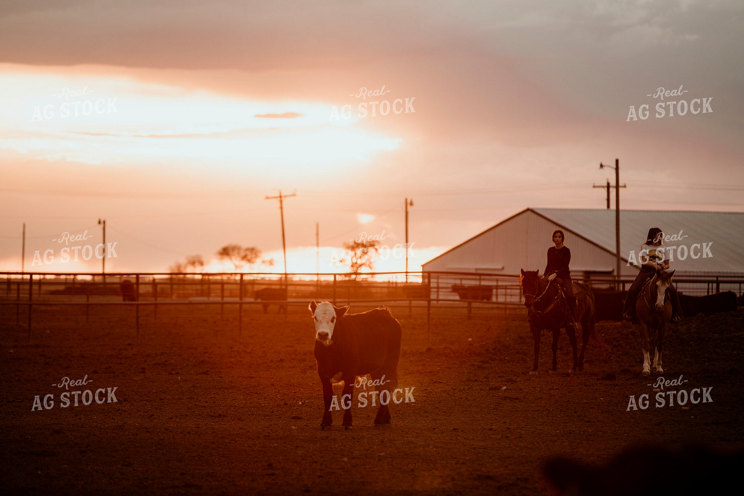 Feedyard 3120