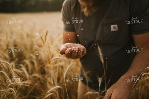 Farmer in Rye Field 5986