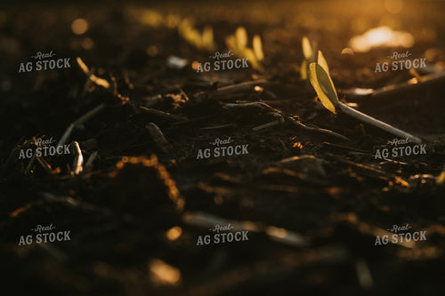 Stage V1 Corn in Dark, Wet Soil 4051