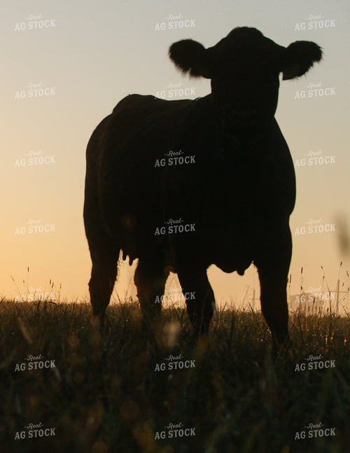 Black Angus Cattle on Pasture at Sunrise 219122
