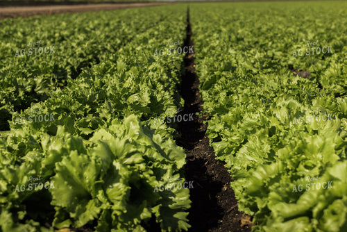 Iceberg Lettuce Field 7347