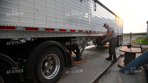 Farmer Unloading Corn from Hopper Bottom Semi to Grain Pit 25507