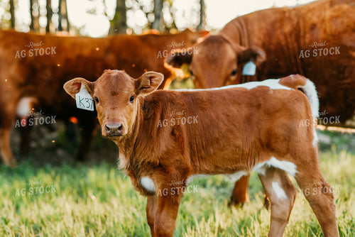 Cows and Calf in Pasture 64249