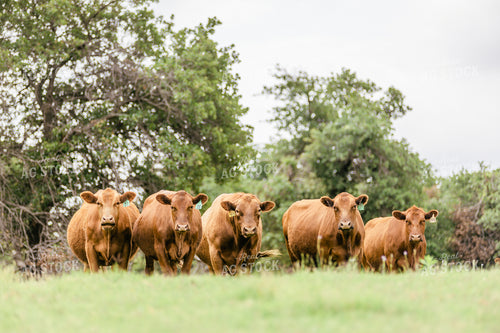 Red Angus Cattle in Pasture 131010