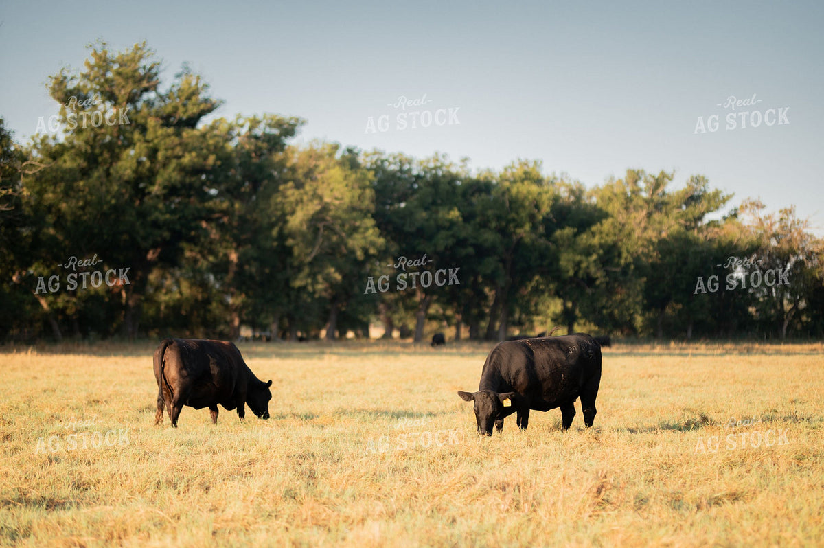 Black Angus Cattle Grazing on Dry Fall Pasture 402072