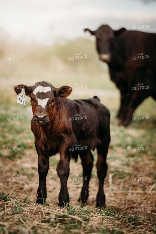 Calf on Pasture 196298