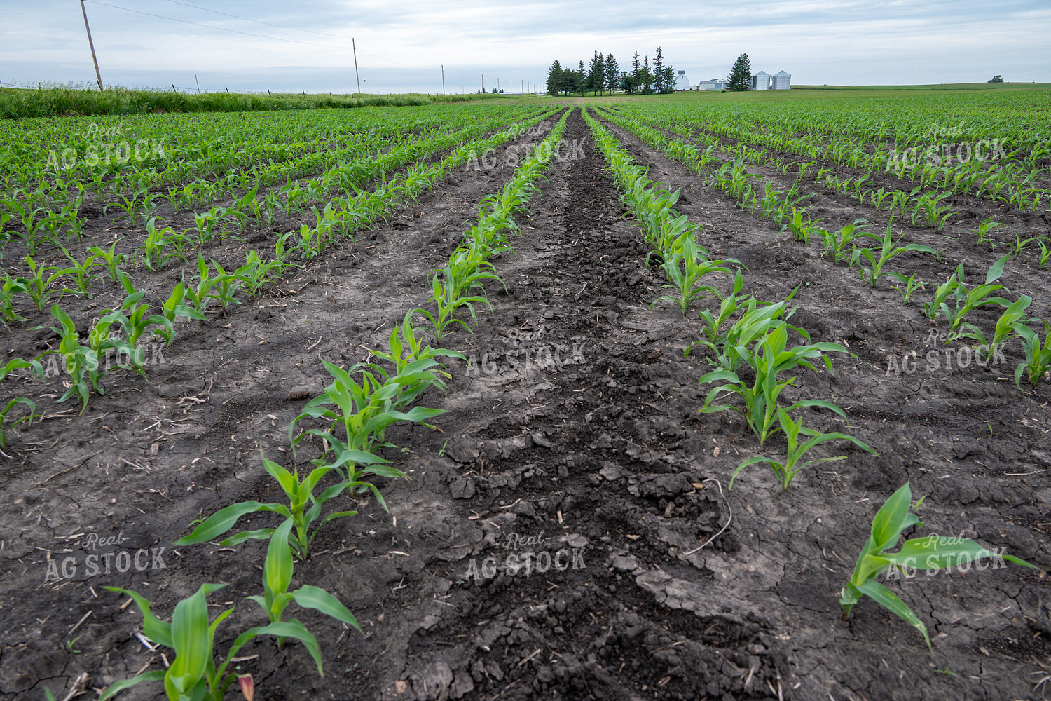 Early Growth Corn Field 302053