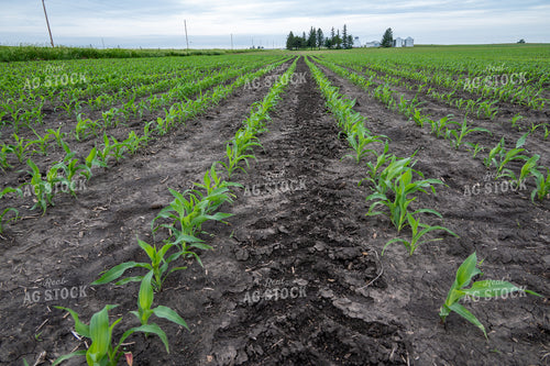 Early Growth Corn Field 302053