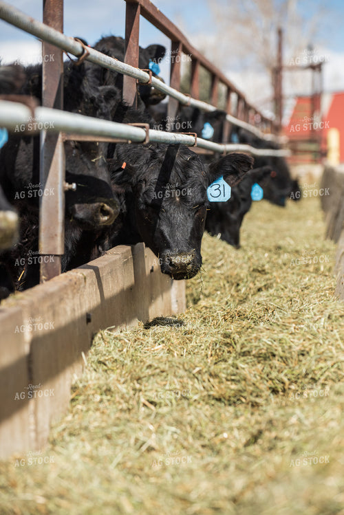 Calves Eating Hay out of Feed Bunk 51031