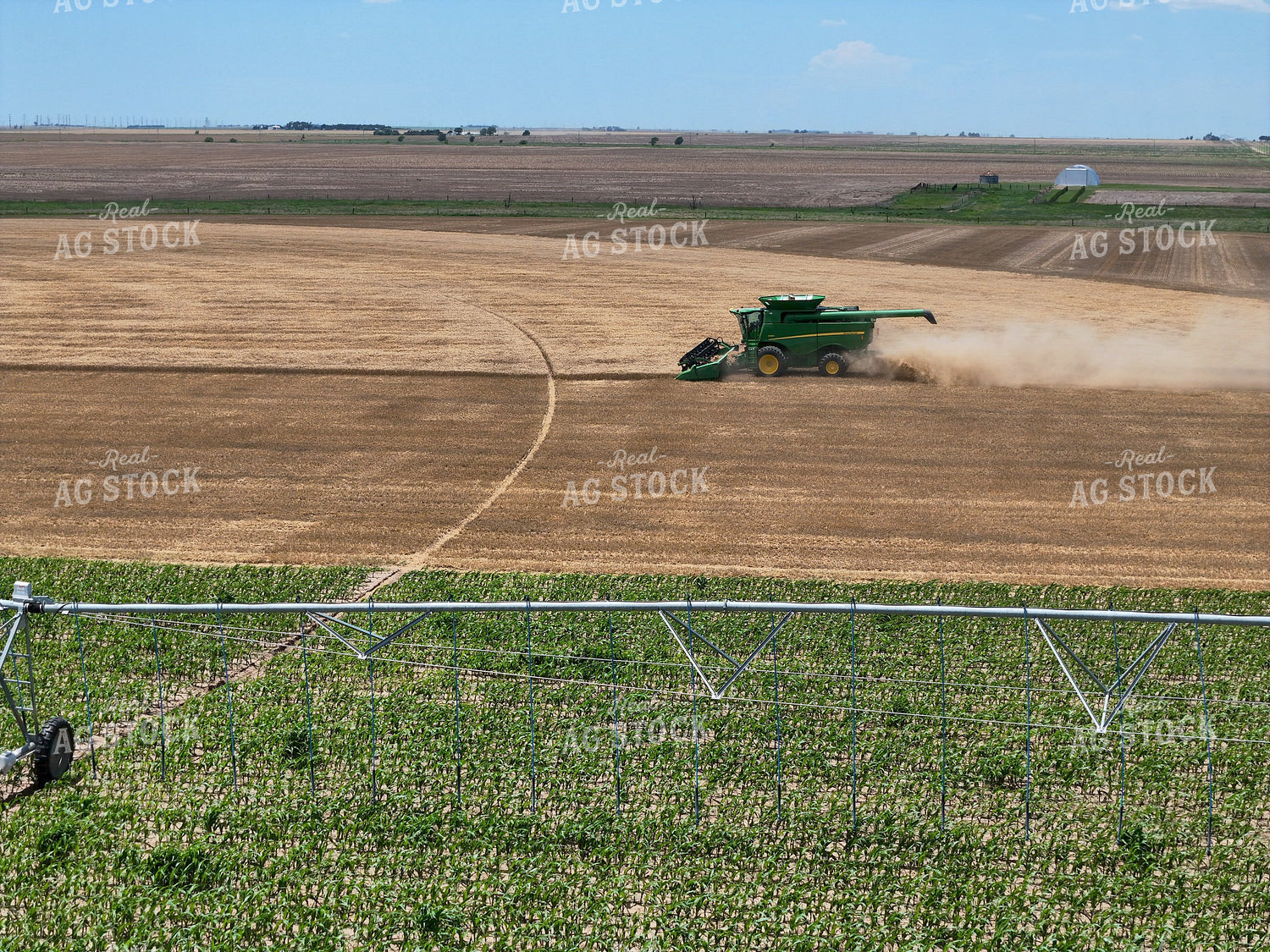 Harvesting Wheat By Irrigated Corn Field 239608