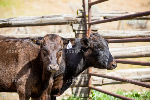Waygu Cattle 188015
