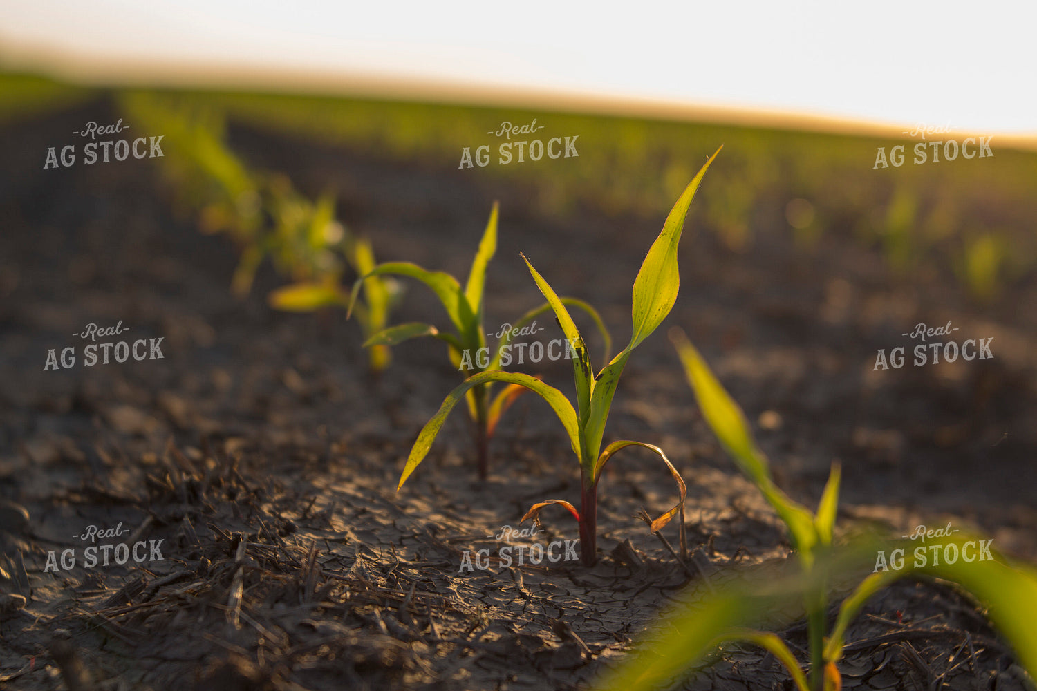 Corn - Early Growth 1064