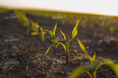 Corn - Early Growth 1064