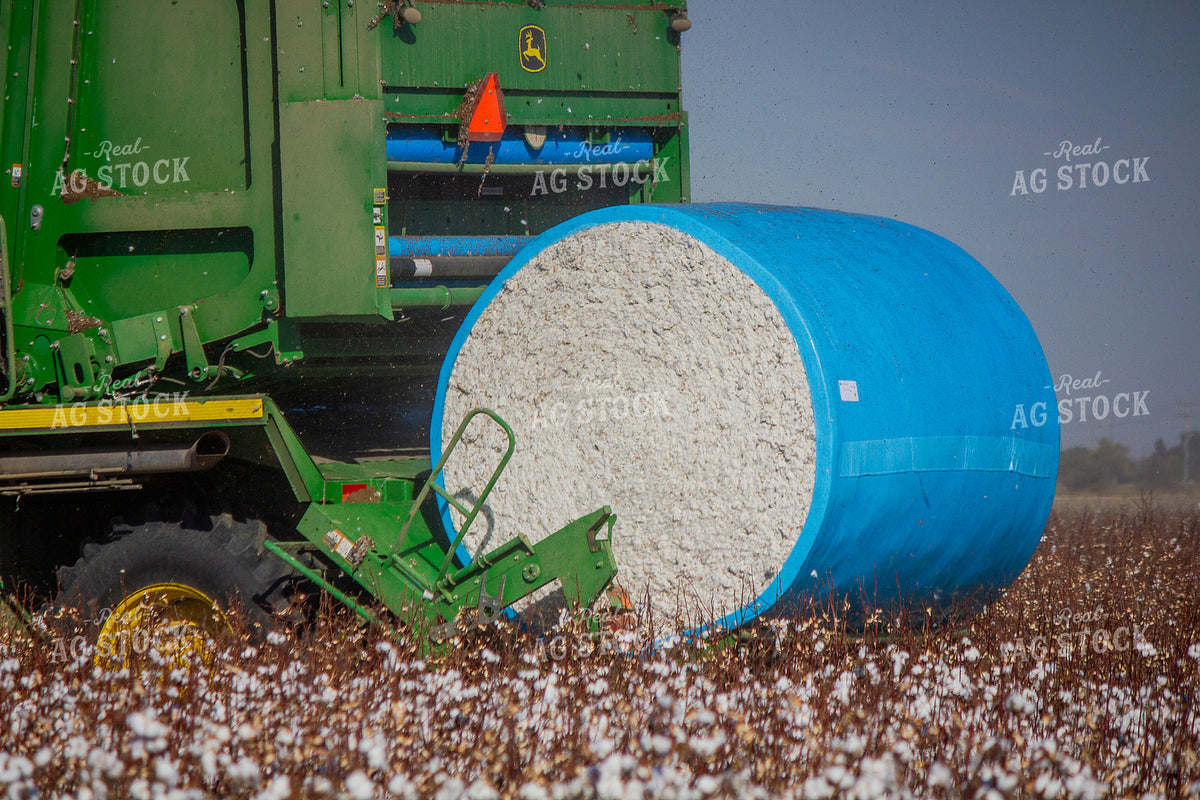 Cotton Harvest 291071