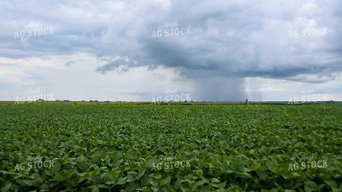 Storm Over a Soybean Field 25312