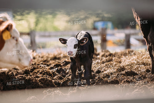 Black Baldy Calf 169038