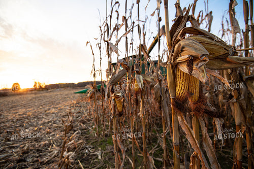 Corn Harvest 168006