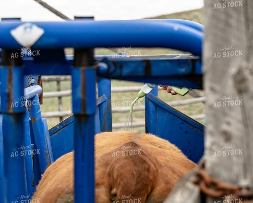 Working Cattle in the Chute 188102