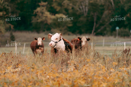 Hereford Cattle 68236