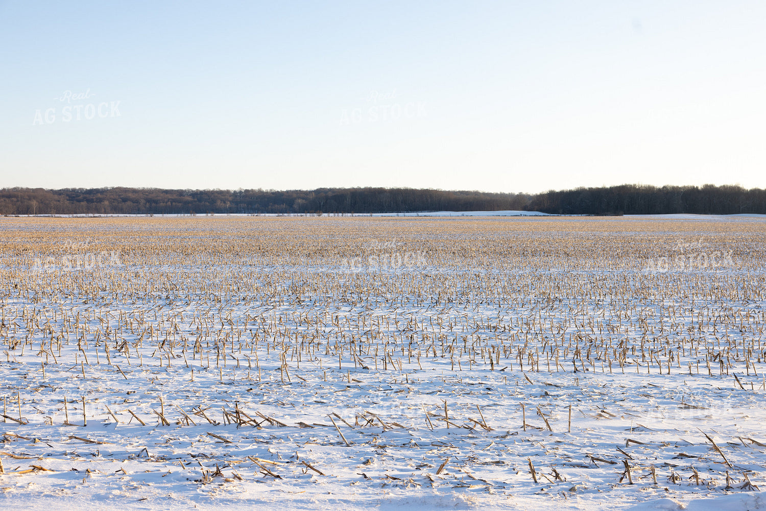 Snowy Corn Field 178090