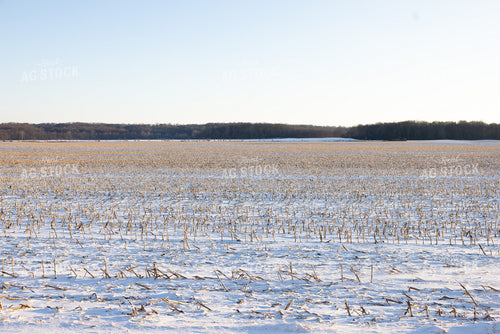 Snowy Corn Field 178090