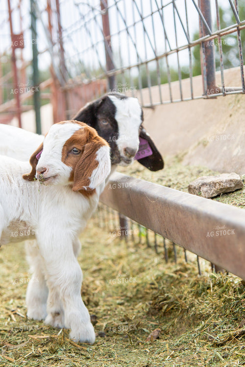 Goat Kids 134055