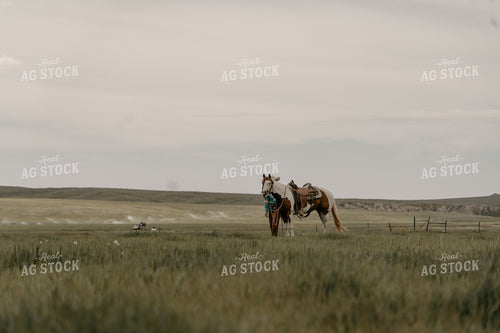 Horse in Pasture 58205