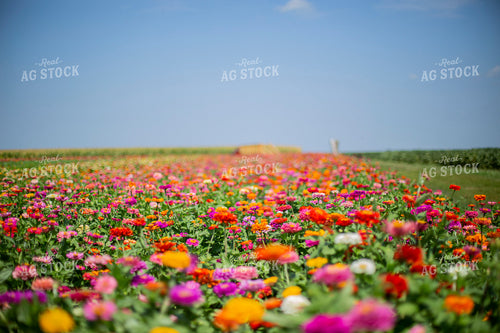 Field of Flowers 93085