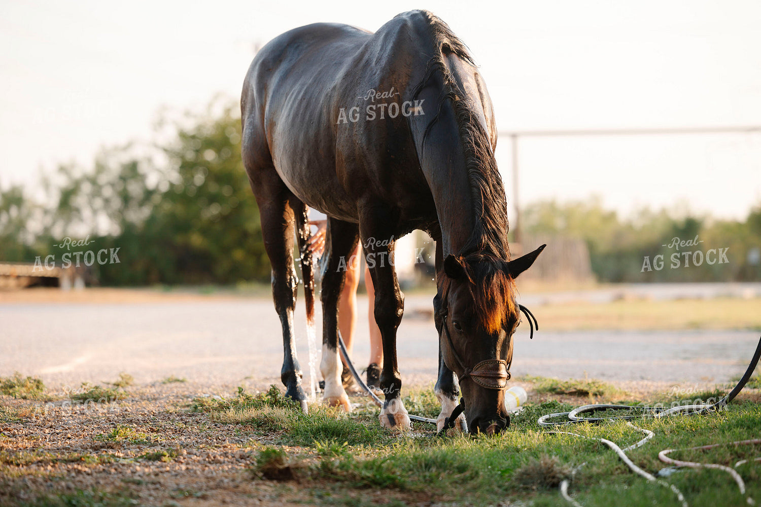 Washing Horse 205098