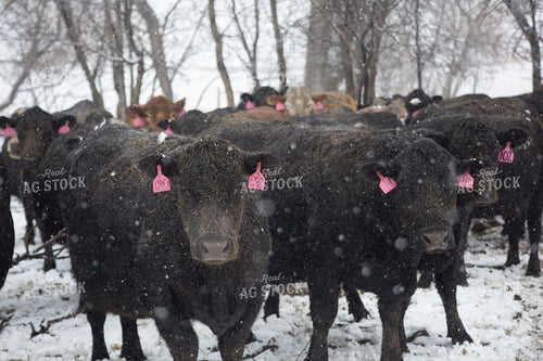 Cattle on Snowy Pasture 155455