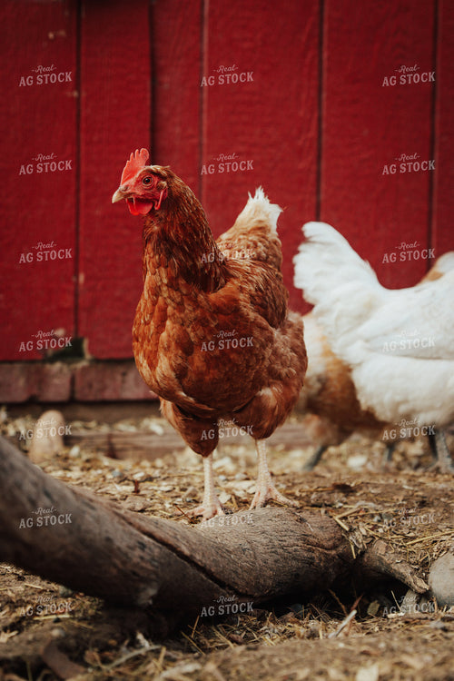 Chickens 83133