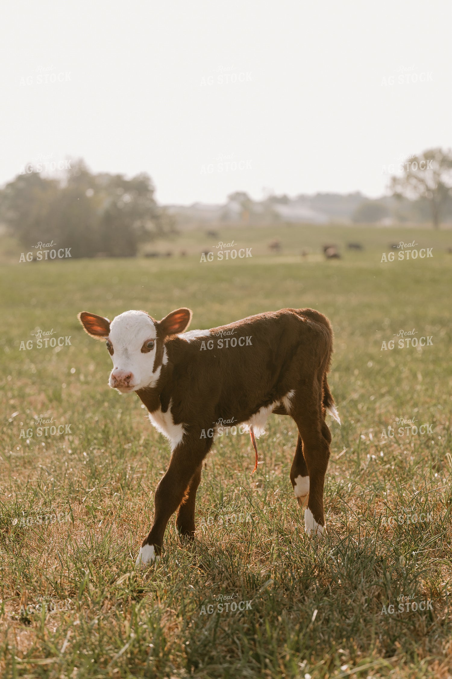 Hereford Calf 125355