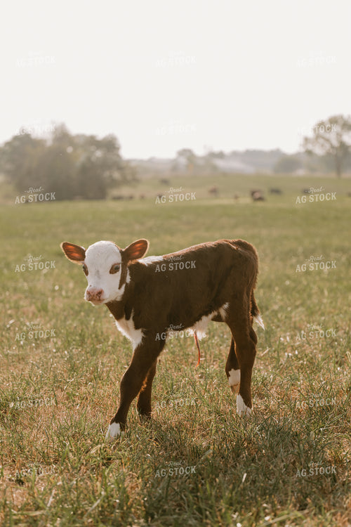 Hereford Calf 125355