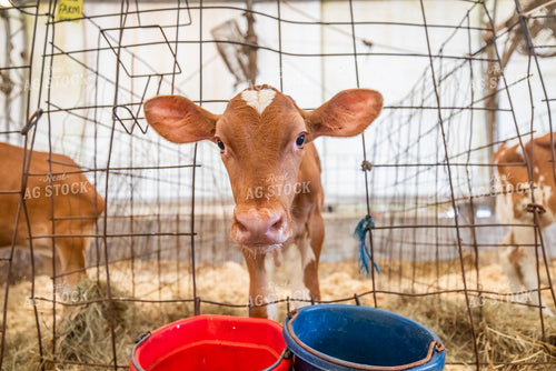 Guernsey Dairy Calf 270550