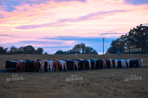 Cattle in Line Eating at Trough 112002