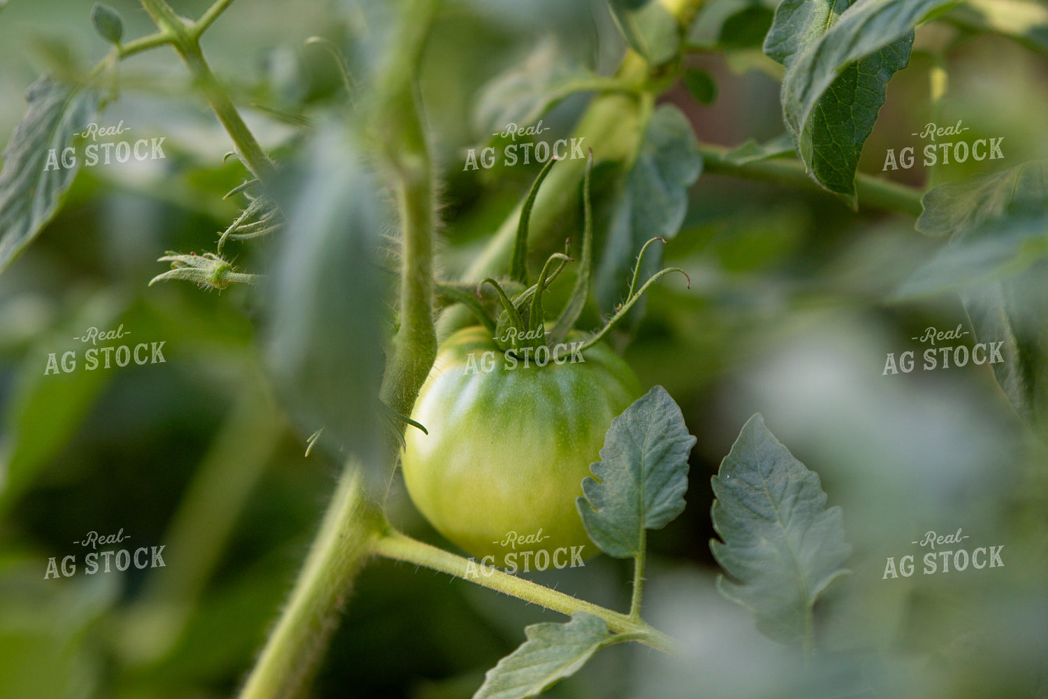 Tomatoes 208081