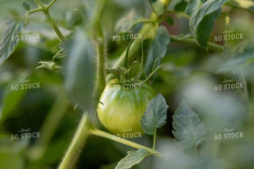 Tomatoes 208081