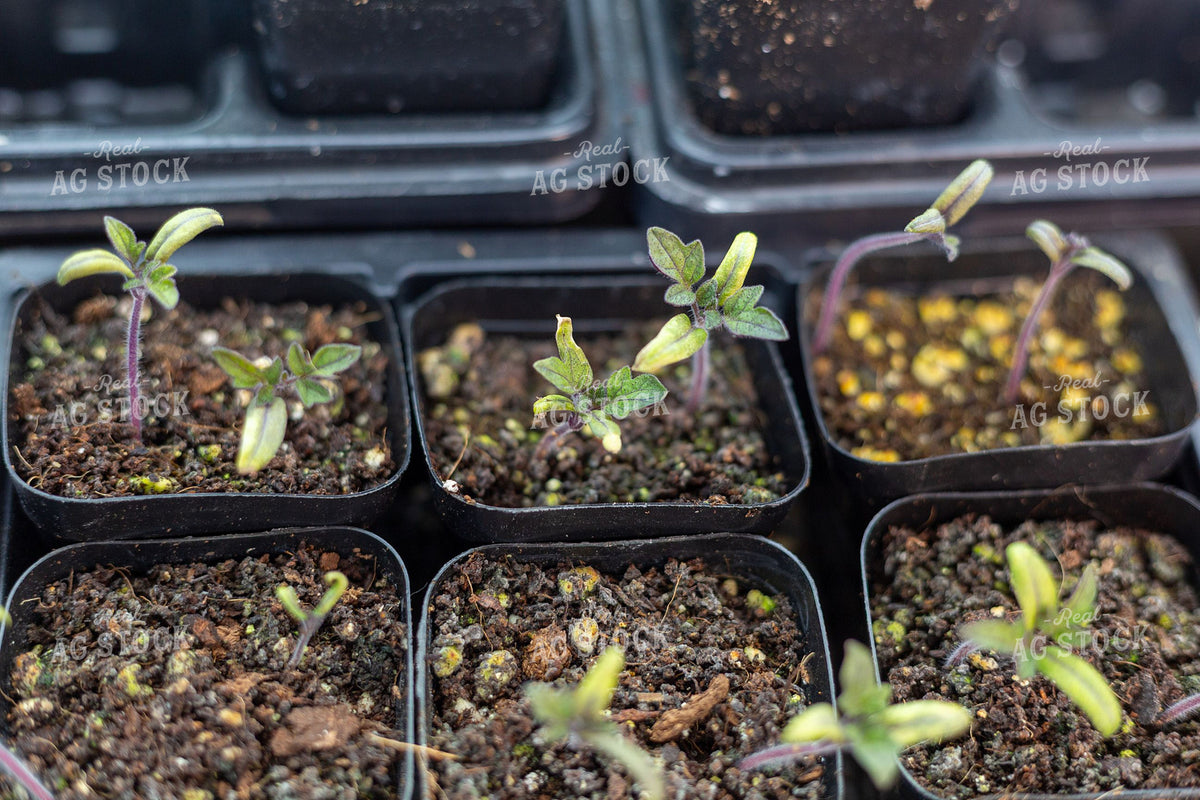 Young Seedlings Growing in Black Plastic Nursery Trays 406020